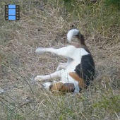 2011 Kukljica.Laky speelt.web