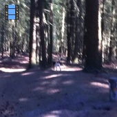 2013 Helmond.Laky rent in bossen.web