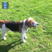 2014 Helmond.Laky hondenveld.web