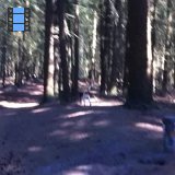 2013 Helmond.Laky rent in bossen.web